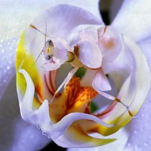 Orchid Mantis