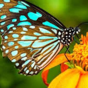 Datos de las Mariposas.