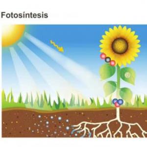 LA FOTOSINTESIS