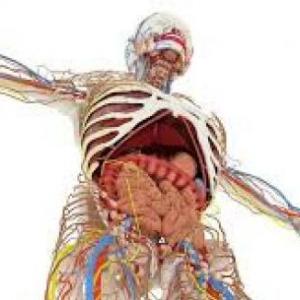 Cuerpo Humana