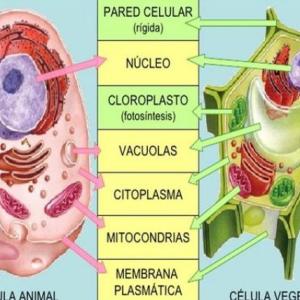 LA CÉLULA