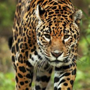Imagen de portada del videojuego educativo: ANIMALES NATIVOS DE ARGENTINA, de la temática Biología