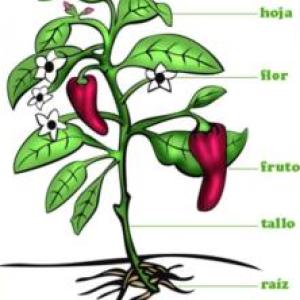 Partes y funciones de la planta