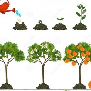 aprendiendo de la vida de las plantas