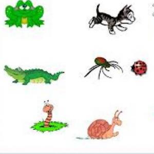 Animales vertebrados e invertebrados!