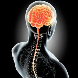 SISTEMA NERVIOSO CENTRAL