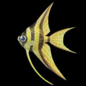 BENEFICIOS DEL PESCADO