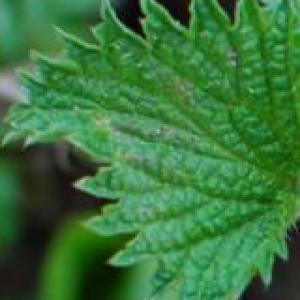 Tejidos Vegetales