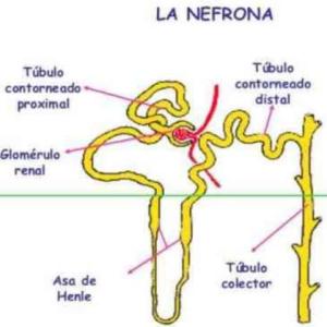 Fisiología del sistema urinario