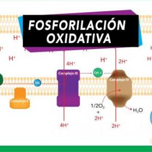 Fosforilación oxidativa