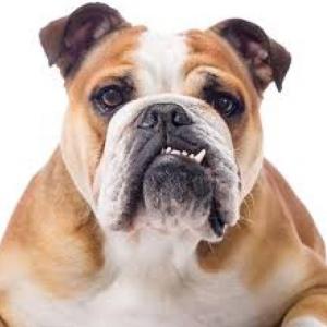 MEMOTEST ANIMALES TERRESTRES