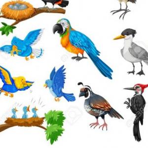 Trivia de Animales Aéreos