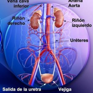 LA RESPIRACION Y URINARIO