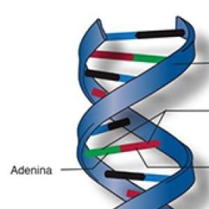 ÁCIDOS NUCLEICOS