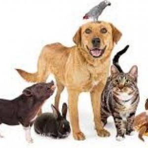 Imagen de portada del videojuego educativo: Sonidos de animales en kaqchikel , de la temática Idiomas