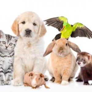 APRENDAMOS A CUIDAR Y AMAR A NUESTRAS MASCOTAS