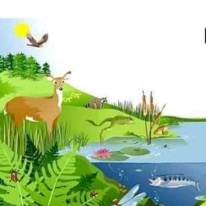 Relaciones dentro de un ecosistema