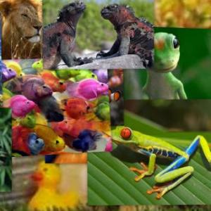 ¡LLEVA A CADA ANIMAL A SU HABITAT!