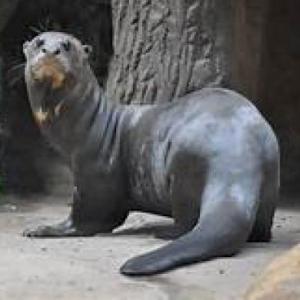 LA TRIVIA DE LA NUTRIA GIGANTE