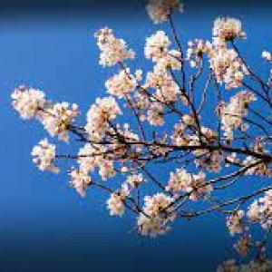 Primavera trivia