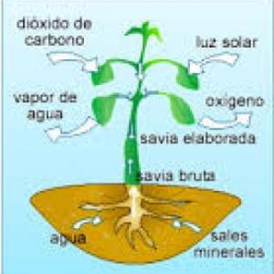 Imagen de portada del videojuego educativo: NUTRICIÒN DE LAS PLANTAS, de la temática Ciencias