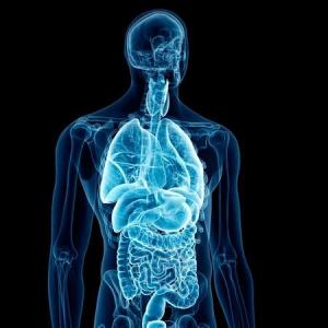 Imagen de portada del videojuego educativo: Trivia: Anatomía Básica, de la temática Biología