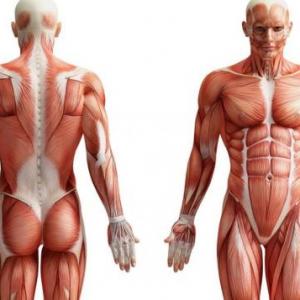 Enfermería-Anatomía