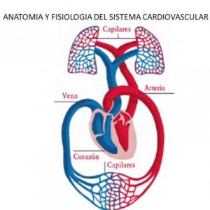 FISIOLOGIA DEL SISTEMA CARDIOVASCULAR