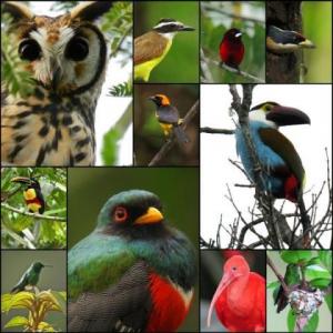 animales sorprendentes de colombia