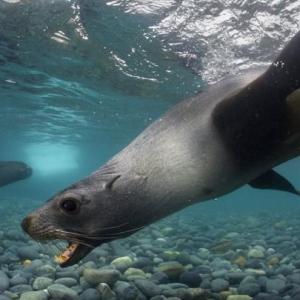 ¿Cuanto sabes de el lobo marino?