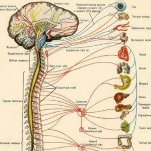 Bases Biológicas de la conducta