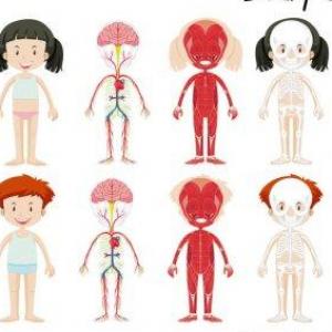 EL JUEGO DEL CUERPO HUMANO