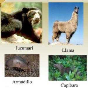 Nombres cientificos