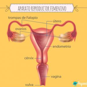 Aparato Reproductor Femenino 