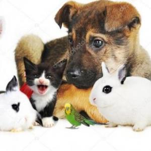 memoria de mascotas