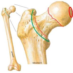 ANATOMÍA: EL FÉMUR Y SUS PARTES