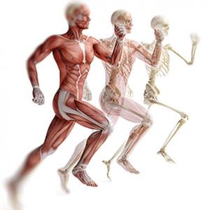 EL APARATO LOCOMOTOR