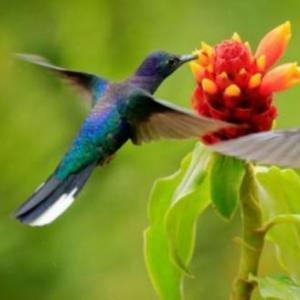 ¿Cómo se nutren los animales y las plantas?