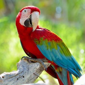 Tipos de desplazamientos de animales