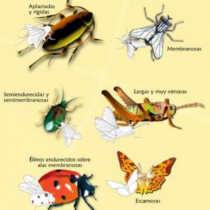 Alas insectos