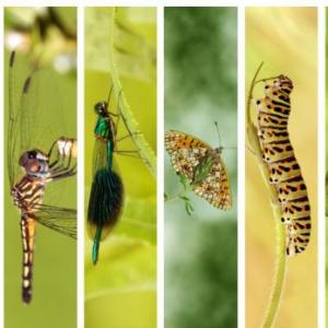 Insectos importantes