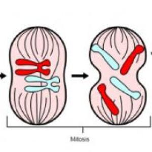 Ciclo celular-Mitosis