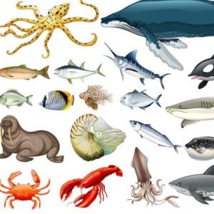 animales marinos 