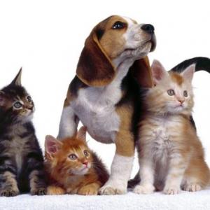 Memotest de animales