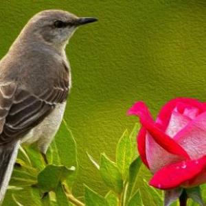 El Ruiseñor y la Rosa 