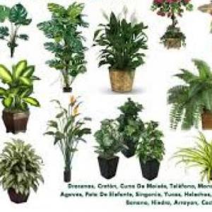 tipos de plantas