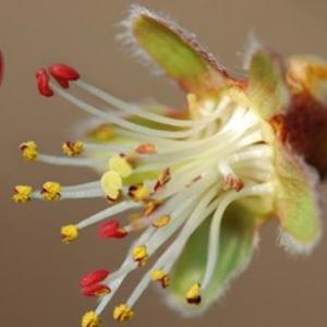 Conoce las plantas