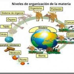 NIVELES DE ORGANIZACION
