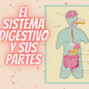 Las partes de nuestro Sistema Digestivo