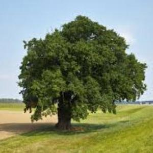 Naturaleza
